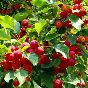 درختان میوه ایران