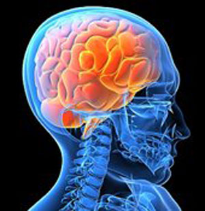 چند موضوع درباره مغز مردان