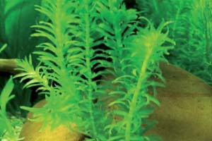 دم گربه ای گیاهی با رشد سریع در آکواریوم