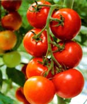 گوجه فرنگی به سرمای هوا حساس است