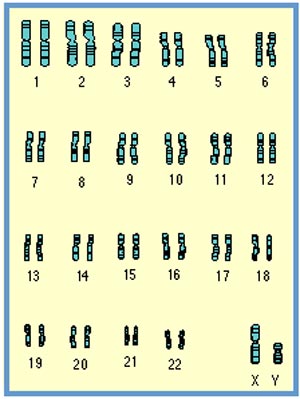 کروموزوم های انسان