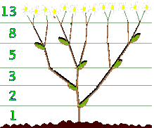 آزمایش زمین‌گرایی گیاه