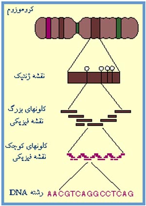 مشخص کردن بنیان های DNA