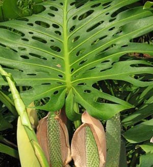 برگ انجیری (monstera deliciosa)