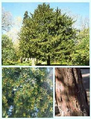 درخت سرخدار (تاکسوس - باکاتا) TAXUS.BACATA