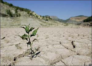 تولید گندم در سال ۸۷ و چشم‌انداز خودکفایی