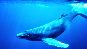 آیا می دانید بعضی نهنگ ها مواد خوش بو پخش می کنند؟