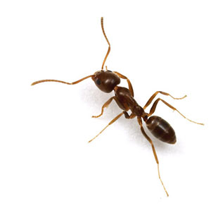 مورچه الگوی کار