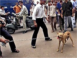 ۲۲ اوت ـ صدور سگ های ولگرد هند به کشور کره!