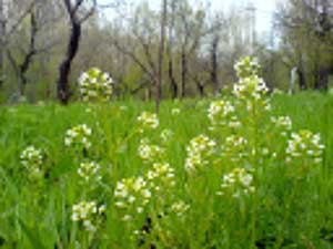 بهاریه اردیبهشت ایران