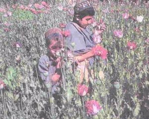 ۷ اکتبر ۲۰۰۳ ـ افزایش کشت خشخاش در افغانستان