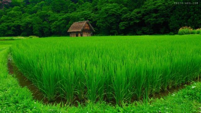 
      آیا کشت برنج در گیلان به توسعه ی اقتصادی استان کمک می کند؟