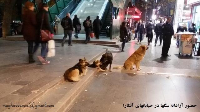 
      رفتارشناسی ترکیه‌ای‌ها با جانوران خیابانی