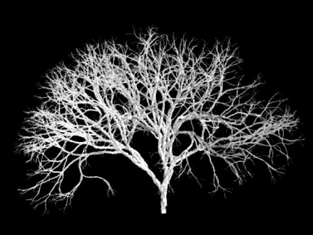 
      اندیشه های تصویری (19): درخت