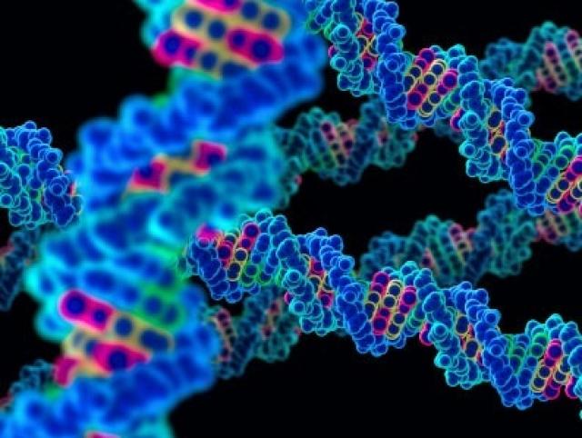 
       اصلاح ژنتیکی، سود و زیان آن