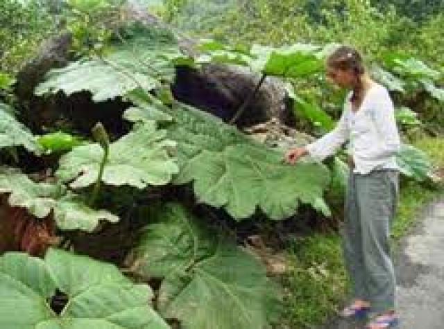 
      آغاز به کار صفحه «قوم گیاه شناسی و قوم پزشکی» در انسان شناسی و فرهنگ