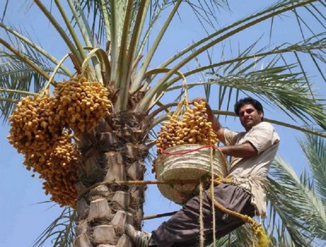 
      درخت خرما، طرز كشت و انواع آن در لاور رزمي خورموج بوشهر