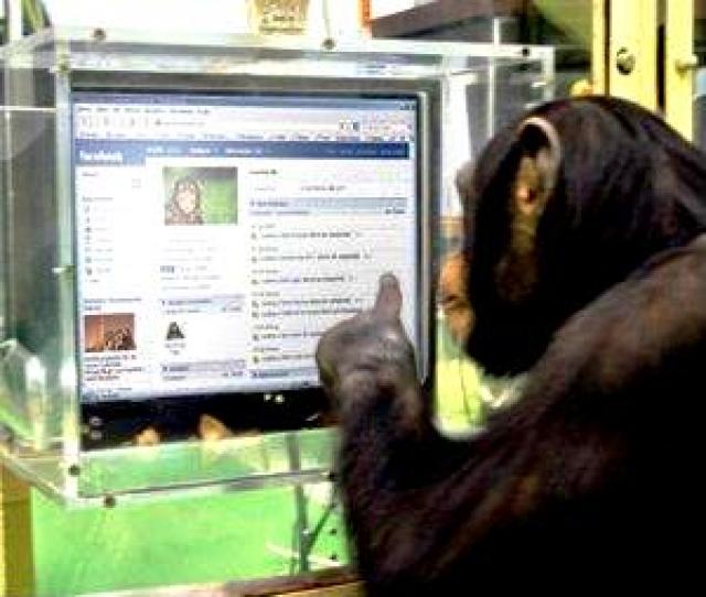 
      شمپانزه ها در عصر کامپیوتر