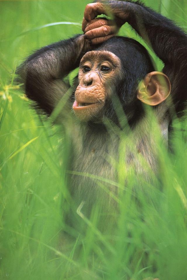 
      نقش فرهنگ در جامعه شمپانزه‌ها