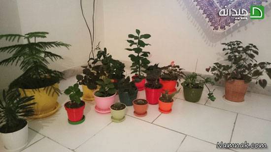 آموزش نگهداری گیاهان آپارتمانی
