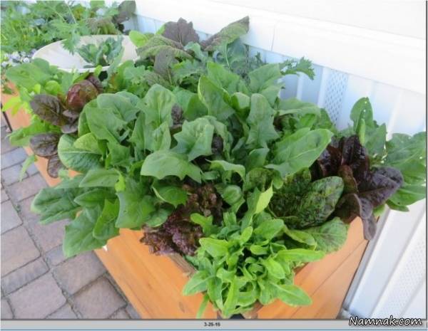 چگونه در خانه سبزی خوردن بکاریم