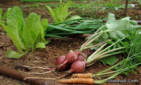 سبزیجات مناسب برای کاشت در پاییز و زمستان