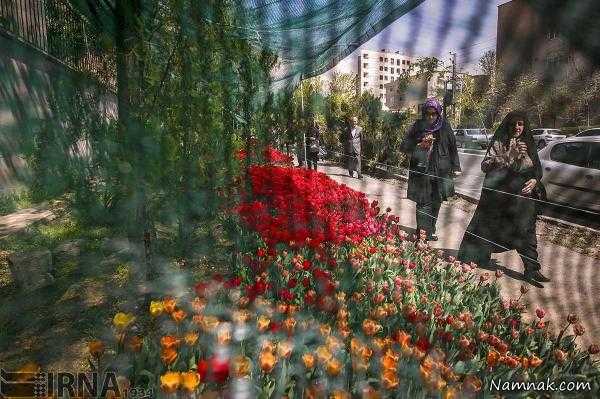 کاشت 30 هزار گل لاله به یاد مادر در تهران + تصاویر