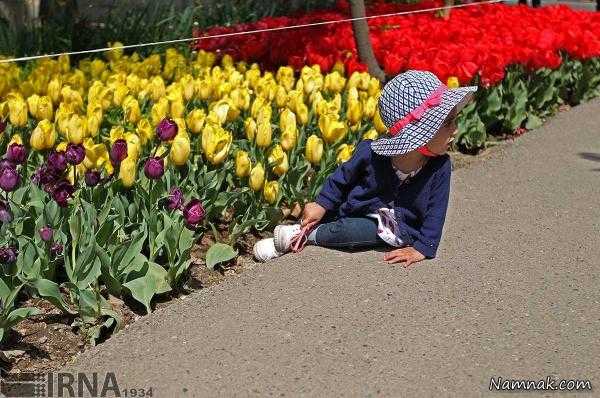 کاشت 30 هزار گل لاله به یاد مادر در تهران + تصاویر