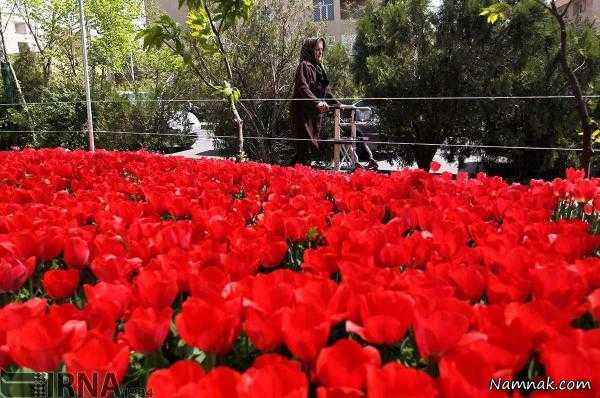 کاشت 30 هزار گل لاله به یاد مادر در تهران + تصاویر