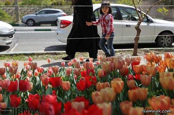 کاشت 30 هزار گل لاله به یاد مادر در تهران + تصاویر