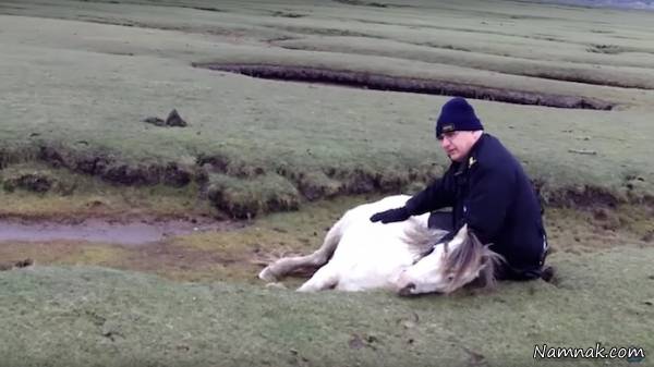 گریه کره اسب جان مادرش را نجات داد + تصاویر