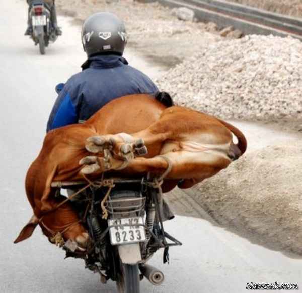 حمل گاو با موتور!  + تصاویر