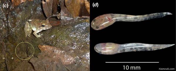 تا حالا قورباغه ی بچه زا دیدین؟! + عکس