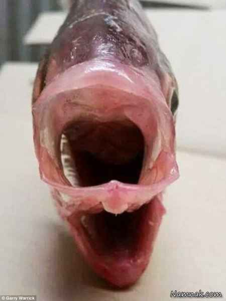 ماهی عجیب با دو دهان! + تصاویر