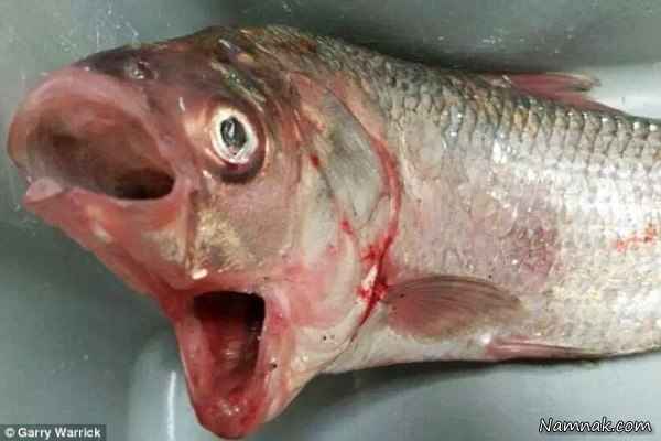 ماهی عجیب با دو دهان! + تصاویر