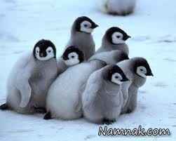 زندگی شگفت انگیز پنگوئن ها