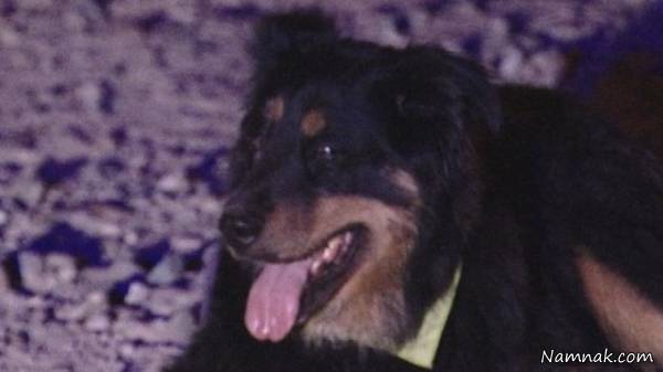 سگ نابینا مرد را از زیر سنگ 400 کیلویی نجات داد + عکس