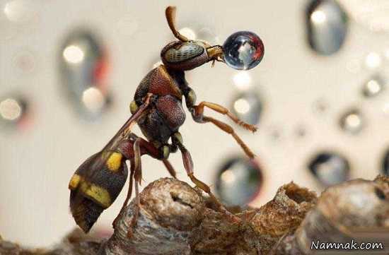 حمل قطره آب توسط زنبور! + عکس