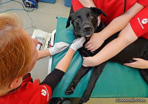 سگ اهدا کننده خون دیدین؟! + تصاویر