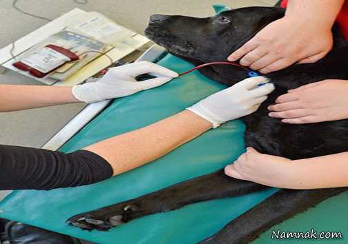 سگ اهدا کننده خون دیدین؟! + تصاویر