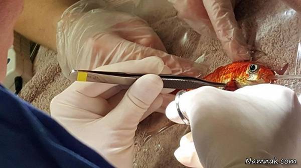 جراحی پیچیده غده بدن ماهی قرمز 20 ساله + تصاویر