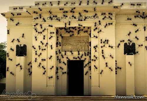 مورچه های غول پیکر|مورچه های غول پیکر در کاخ رئیس جمهور! 