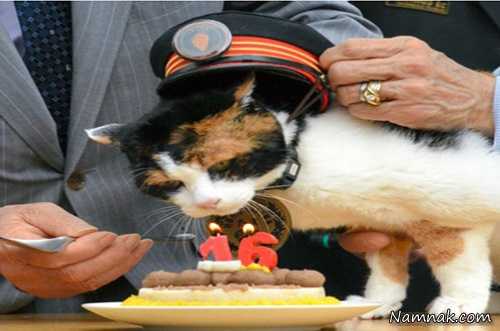 گربه ای که رئیس ایستگاه قطار بود! + تصاویر