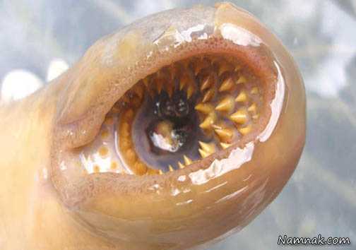 ماهی های خون آشام در آب های بریتانیا + تصاویر