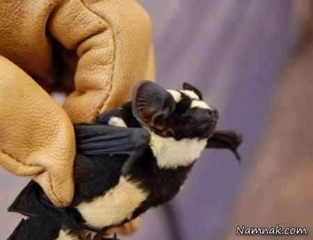 عجیب ترین خفاش دنیا + عکس
