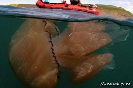 حادثه برای عروس دریایی عظیم الجثه + تصاویر