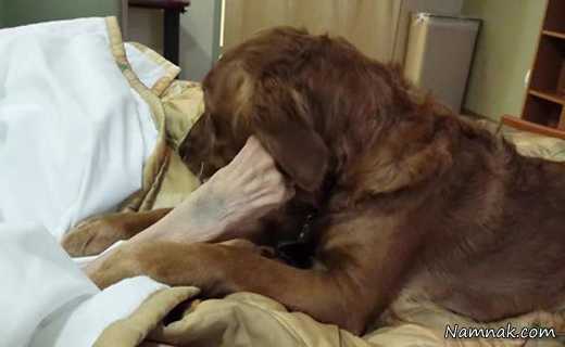 سوگواری سگ باوفا برای یک بیمار در حال مرگ! + تصاویر