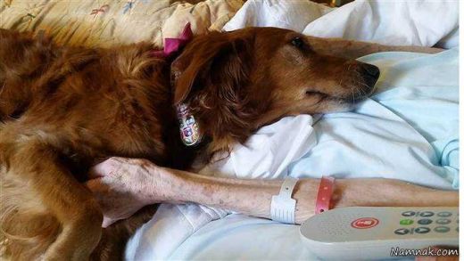 سوگواری سگ باوفا برای یک بیمار در حال مرگ! + تصاویر