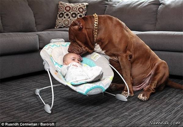پرستاری سگ از نوزاد! + عکس