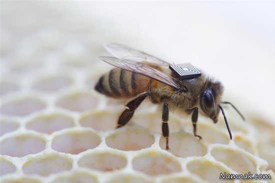 کوله پشتی ردیاب برای زنبورهای عسل! +عکس